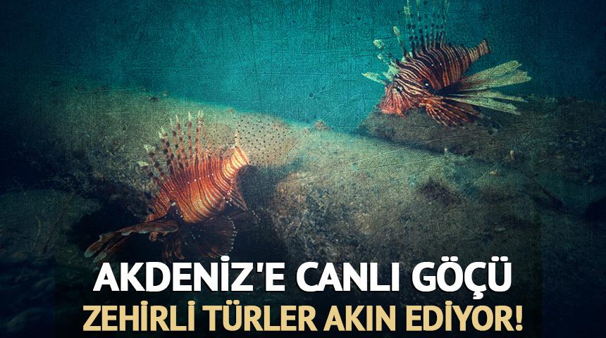 Akdeniz'e canlı göçü: Zehirli türler akın ediyor! 