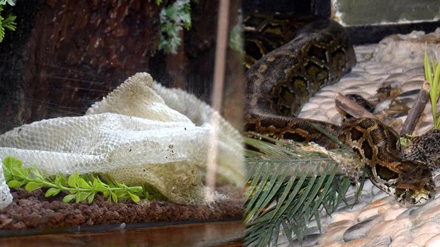 Yılan derisine dikkat çeken talep: Yaşam parkına gelip istiyorlar! Faydasını duyan şaşırıyor