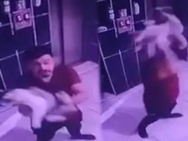 Hamile kediye eziyet: Kaldırıp yere fırlattı!
