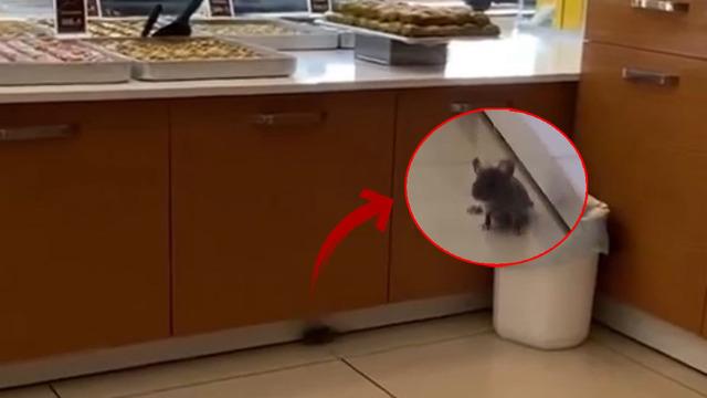 Baklavacıda mide bulandıran görüntü!