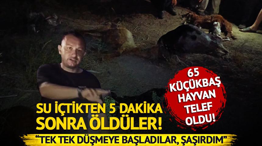 Hatay'da dereden su içen 65 küçükbaş hayvan 5 dakika içinde öldü!