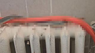 Restoranın tuvaletinden yılan çıktı! Ekipler alarma geçti, yakalandı