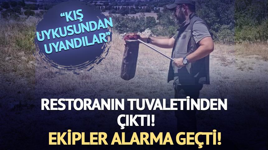 Restoranın tuvaletinden çıktı! Ekipler alarm verdi! 