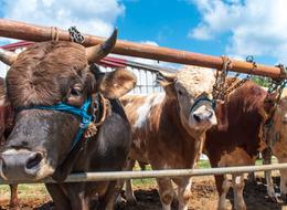 Bakanlıktan şap hastalığı hakkında açıklama! 'Binlerce ekip 81 ilde sahada'