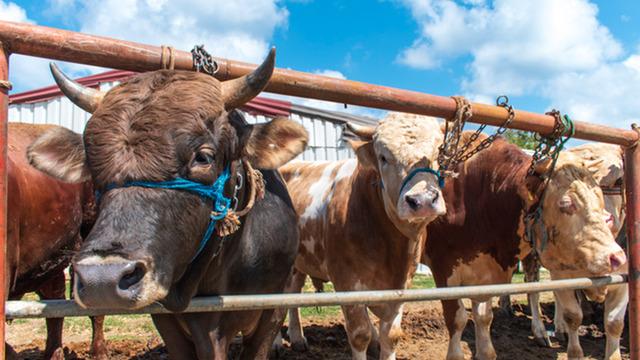 Hepsi kapatılmıştı! Bakanlık 14 ilde daha açtı
