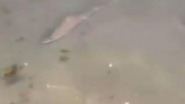 Bu kez İstanbul'da görüldü! Caddebostan sahilde korku dolu anlar: Çevredekiler neye uğradığını şaşırdı