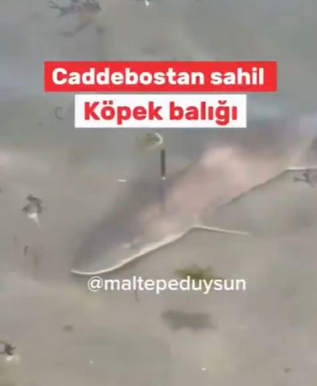 1200xauto Bu kez İstanbul'da görüldü! Caddebostan sahilde korku dolu anlar: Çevredekiler neye uğradığını şaşırdı