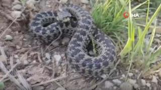 Türkiye'nin en zehirli türlerinden! O ilde görüldü hemen kayda aldı