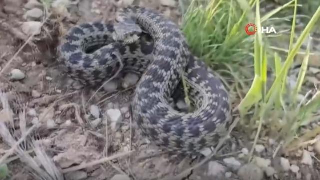 Türkiye'nin en zehirli türlerinden! O ilde görüldü hemen kayda aldı