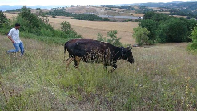Gebe inek definecilerin kazdığı kuyuya düştü: Kurtarmak saatler sürdü