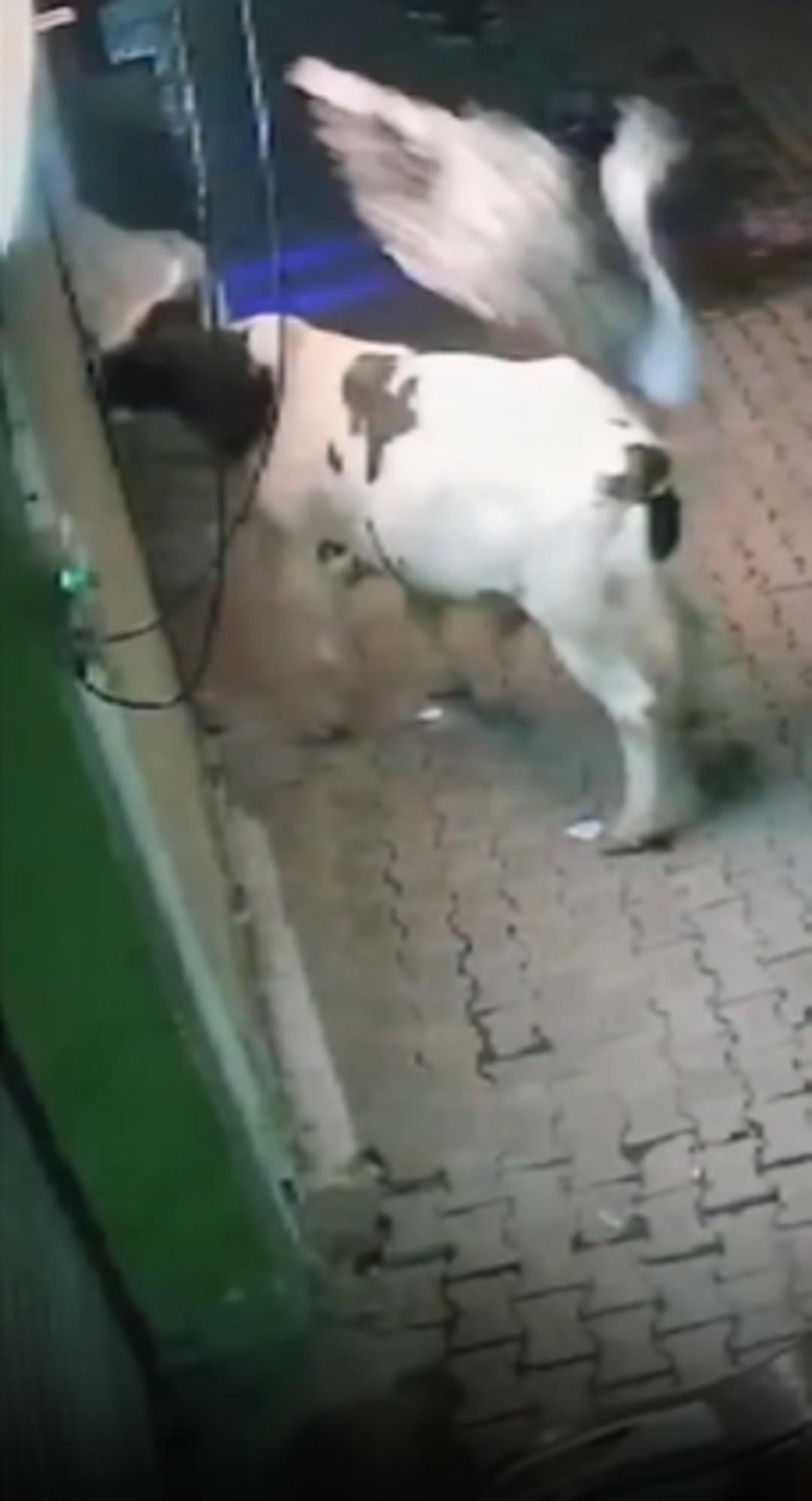 Havaya fırlatıp üzerinden geçti! Yaşlı kadın kabusu yaşadı! İşte o korkunç anlar... 1