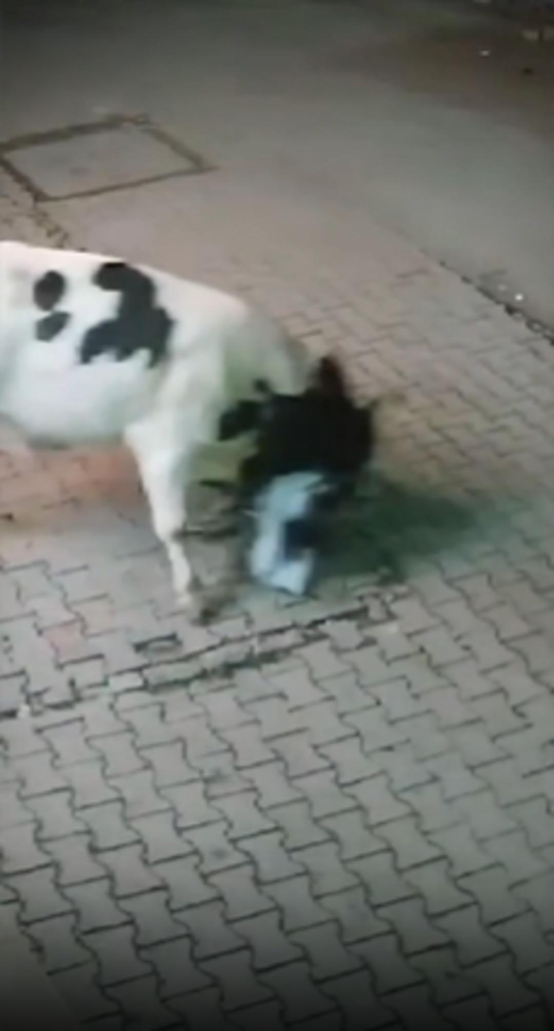 Havaya fırlatıp üzerinden geçti! Yaşlı kadın kabusu yaşadı! İşte o korkunç anlar... 2