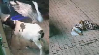 Havaya fırlatıp üzerinden geçti! Yaşlı kadın kabusu yaşadı! İşte o korkunç anlar...