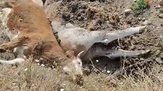 Karabük’te 3 inek şap hastalığından telef oldu! Daha önce benzer bir durumla karşılaşmamıştık