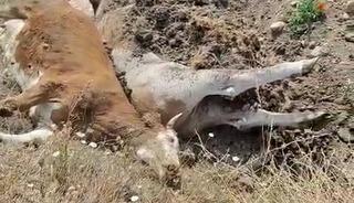 Karabük’te 3 inek şap hastalığından telef oldu