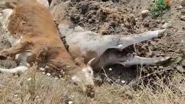 Karabük’te 3 inek şap hastalığından telef oldu! Daha önce benzer bir durumla karşılaşmamıştık