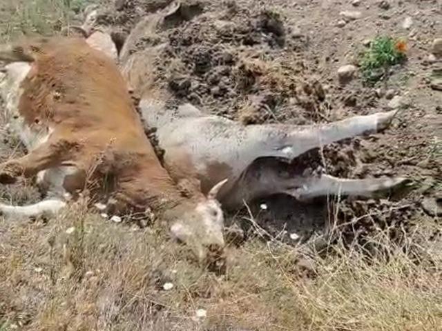 Karabük’te 3 inek şap hastalığından telef oldu
