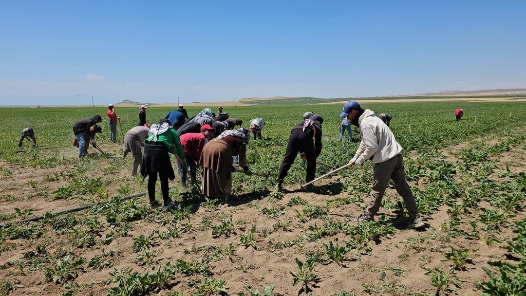 Kavurucu sıcakta ekmek mücadelesi için çalışıyorlar 1