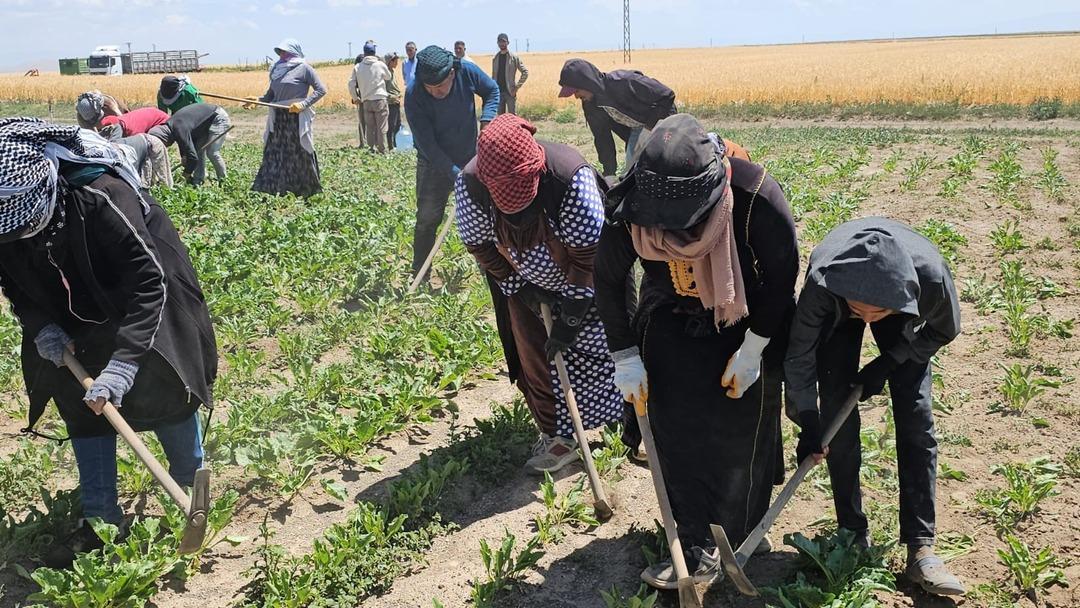 Kavurucu sıcakta ekmek mücadelesi için çalışıyorlar 2