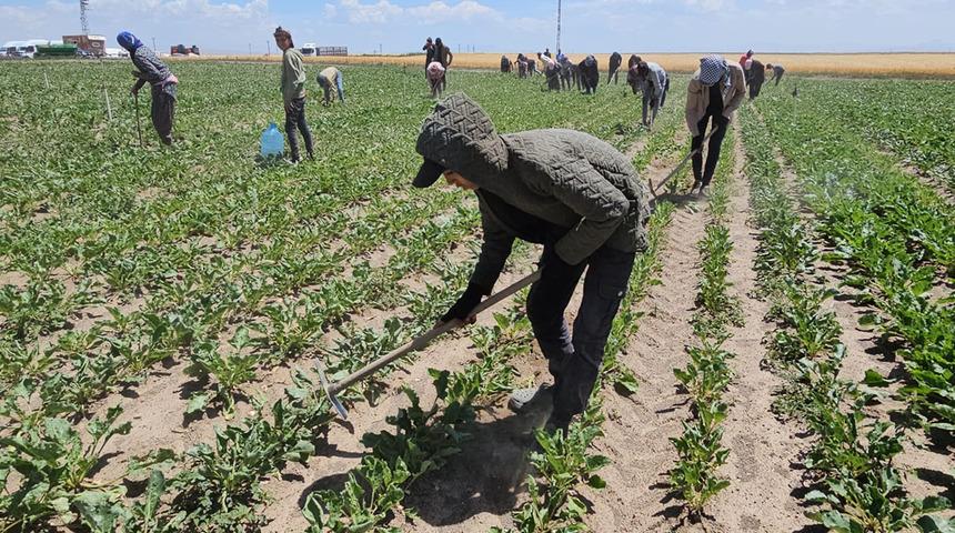 Kavurucu sıcakta ekmek mücadelesi için çalışıyorlar