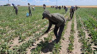 Kavurucu sıcakta ekmek mücadelesi için çalışıyorlar