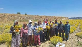 Bozdoğan’da lavanta ve altın otu hasadı yapıldı