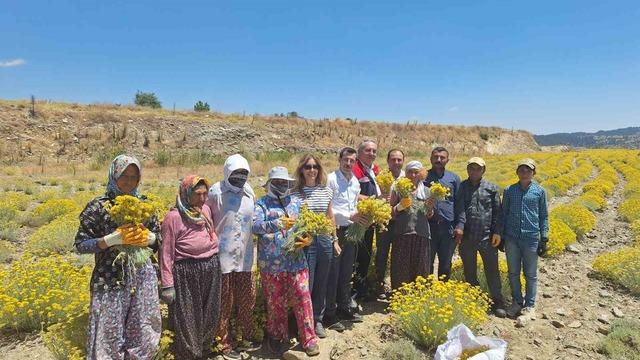 Bozdoğan’da lavanta ve altın otu hasadı yapıldı