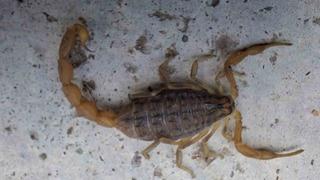 Çorum’da zehirli akrep eve girmeye çalışırken yakalandı