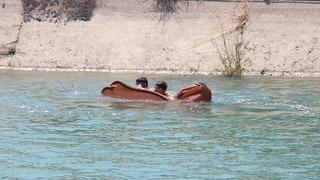 Sıcaklara dayanamadılar! Canlarını böyle hiçe saydılar