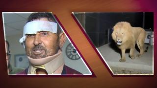 Türkiye'nin konuştuğu adam taburcu oldu! Aslanla mücadelesini anlattı: Sinek ısırmasın diye üstümüzü örttük, aslan ısırdı