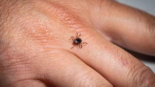 Uzmanından Kene riski şehirlerden çok kırsalda yüksek uyarısı