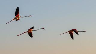 Kreşteki flamingoların izleri halkalama yöntemiyle takip edilecek