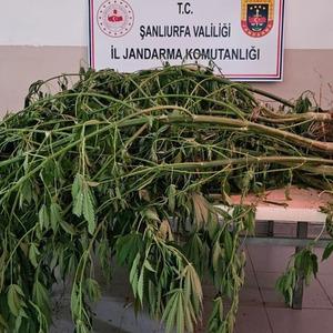 Şanlıurfa'da jandarmadan uyuşturucu operasyonu