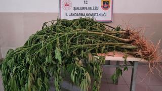 Şanlıurfa'da jandarmadan uyuşturucu operasyonu