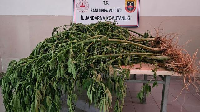 Şanlıurfa'da jandarmadan uyuşturucu operasyonu
