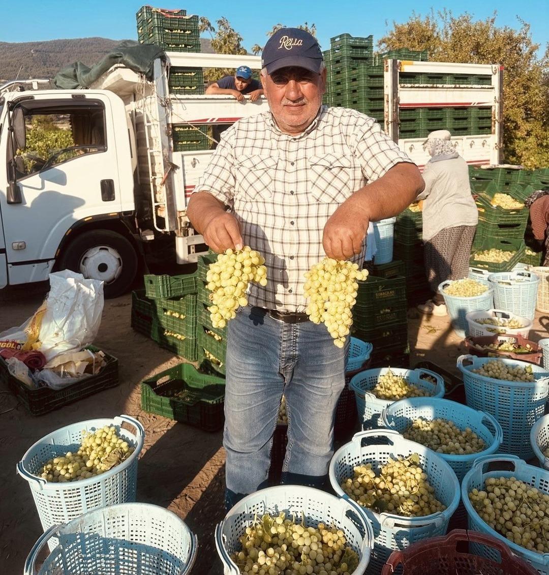 Kilosu 60 TL! Tek tek bağlara girdiler, başladı... 1