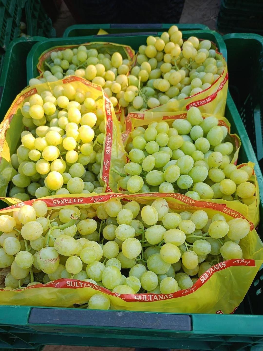 Kilosu 60 TL! Tek tek bağlara girdiler, başladı... 2