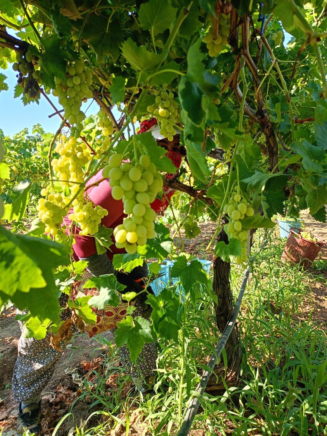 Kilosu 60 TL! Tek tek bağlara girdiler, başladı... 5
