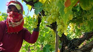 Kilosu 60 TL! Tek tek bağlara girdiler, başladı...