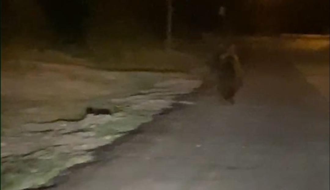 Sakarya’da kırsal mahalleye inen ayı görüntülendi 1
