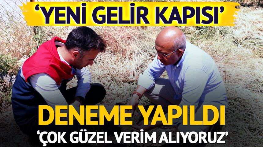 'Yeni bir gelir kapısı' Deneme yapıldı... 'Çok güzel verim alıyoruz'