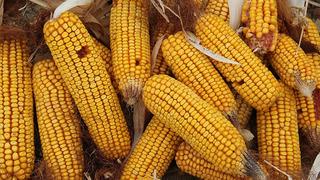 Mısır ithalatında 500 bin tonluk tarife kontenjanı açıldı