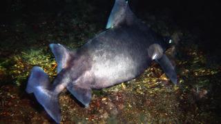 Marmara'yı istila ediyorlar... Uzman isim uyardı: Kıyılara dikkat! Sebebi bakın neymiş...