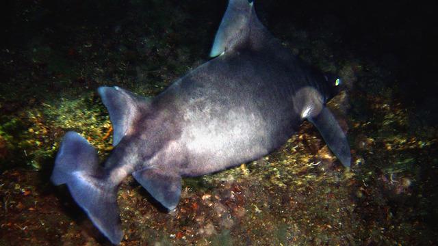 Marmara'yı istila ediyorlar... Uzman isim uyardı: Kıyılara dikkat! Sebebi bakın neymiş...