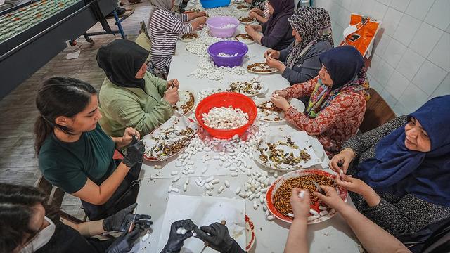 Türkiye'de başka yok, dünyada 5-6 tane var: Tek tek ayıklanıp ücretsiz dağıtılıyor!