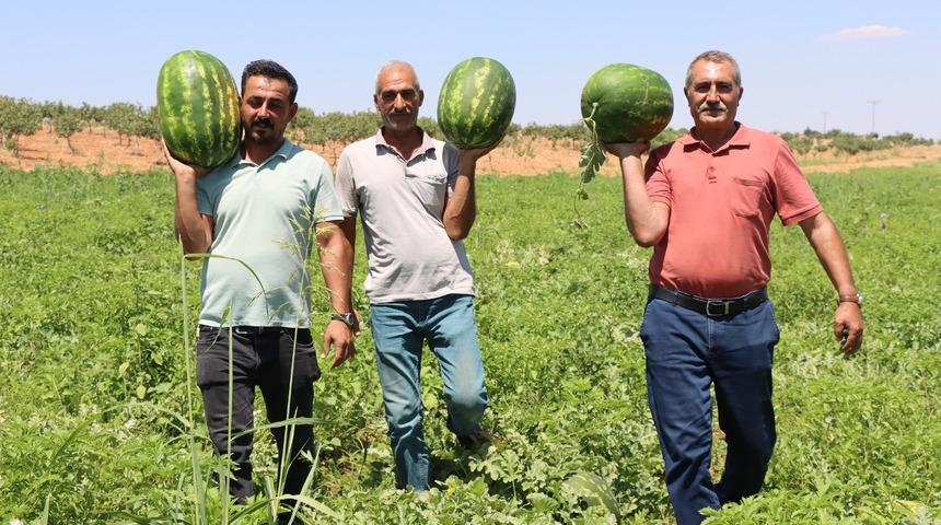 Türkiye'nin en lezzetli karpuzlarından biri Şanlıurfa'da yetişiyor