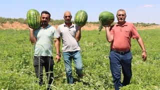 Türkiye'nin en lezzetli karpuzlarından biri Şanlıurfa'da yetişiyor