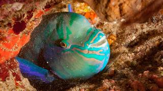 Balıklar suda nasıl uyur?