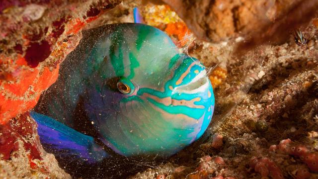 Balıklar suda nasıl uyur?