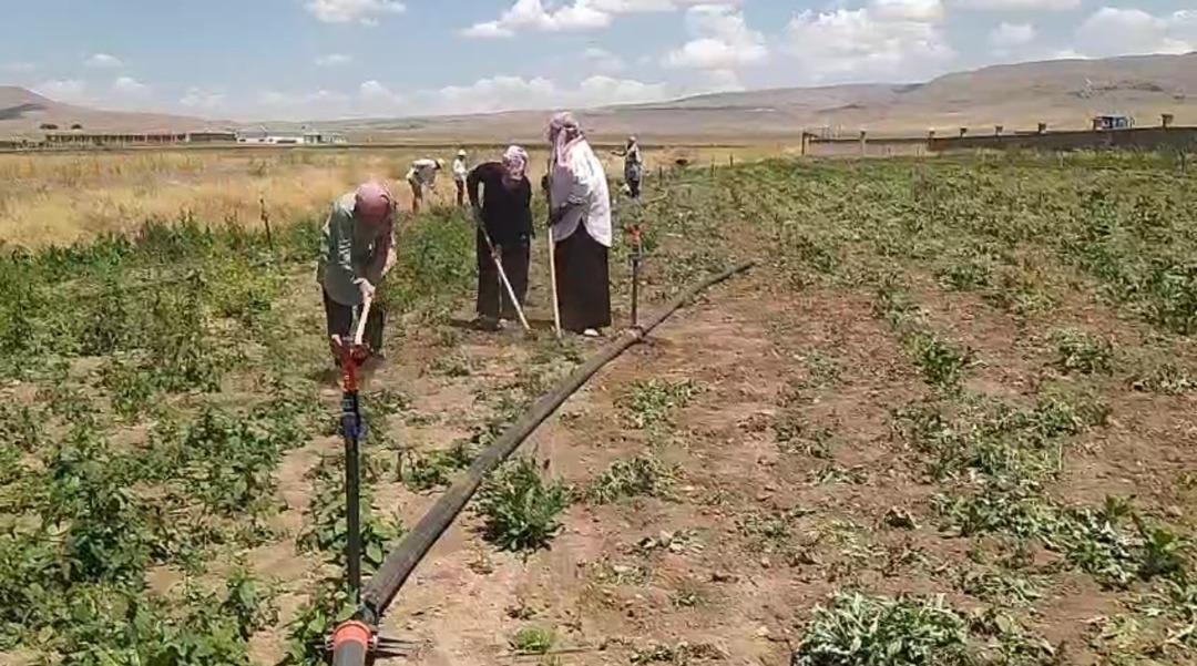 Kadın çiftçilerin gücü: Sıcak dinlemeden, tarlalarda yaz mesaisi başladı! Şeker pancarı tarlalarında kadının büyük emeği... 2